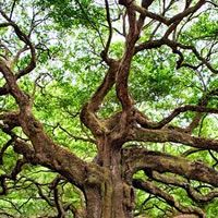 an old tree with many branches and green leaves