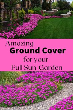 a garden with purple flowers in the foreground and text overlay that reads easy ground cover for your full sun garden