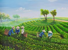 three people picking tea leaves in a field