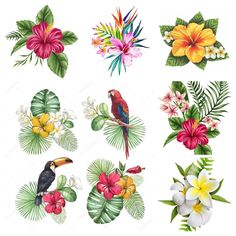 tropical flowers and birds on white background with clippings for text or image stock photo