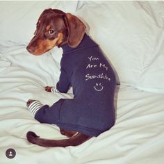 a dog sitting on top of a bed wearing a shirt that says you are my sunshine