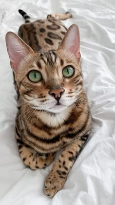 a cat with green eyes laying on a bed