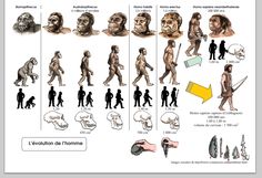 the evolution of humans is shown in this diagram