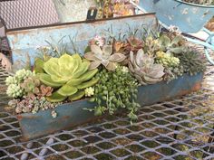 an old metal planter filled with succulents