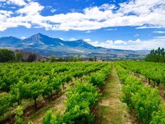 a vineyard with mountains in the background