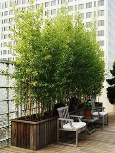 some chairs and trees on a wooden floor