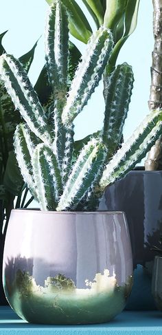 there is a potted plant on the shelf next to another potted plant in the window sill