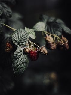 berries and leaves are hanging from the branch in front of dark background with only one berry still on it