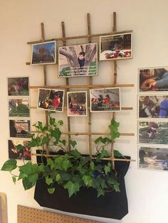 a plant is growing in a pot on a shelf next to some pictures and frames