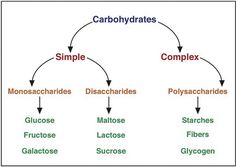 the diagram shows how carbohydrates work together