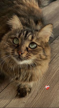 a cat is laying on the floor looking at something with green eyes and whiskers in front of it