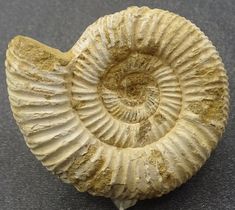 an ammonite shell is shown on the ground with its spirals curled up