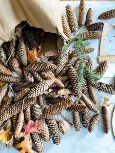 pine cones and leaves are scattered on the table