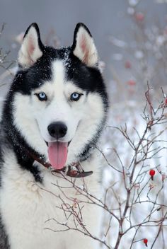 a husky dog standing in the snow with his tongue hanging out and looking at the camera