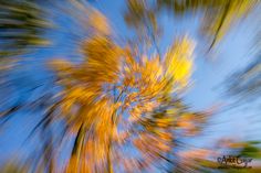 an abstract photograph of trees with yellow and green leaves in the foreground, against a blue sky