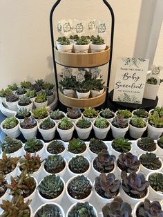 there are many potted succulents in the white bowls on the table