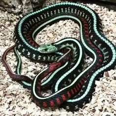 a green and black snake laying on top of wood chips