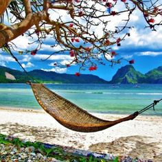 a hammock hanging from a tree on the beach