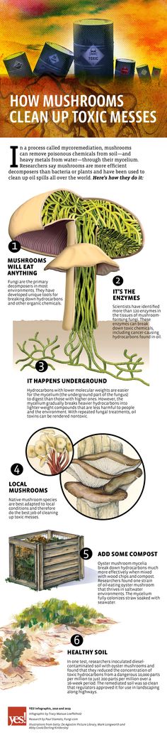 an info sheet describing the different types of plants