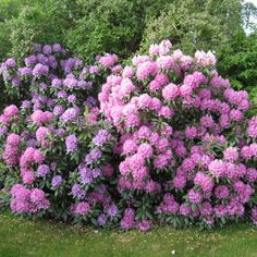 some very pretty purple flowers in the grass