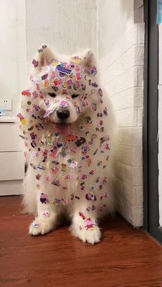 a white dog with sprinkles on it's face sitting in front of a door