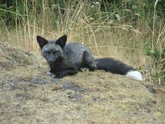 a black and white fox laying on top of a grass covered hill next to tall grasses