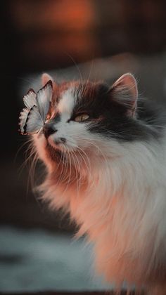 a close up of a cat with a butterfly on it's nose and head