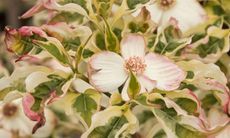 some white and pink flowers with green leaves