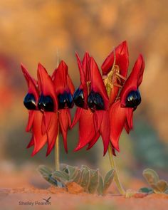 three red flowers with black centers are in the foreground, and one is on top of another flower