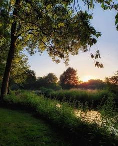 the sun is setting behind some trees and grass near a river bank with water flowing through it