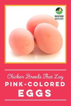 pink colored eggs with the words chicken breeds that lay on top of it and below them