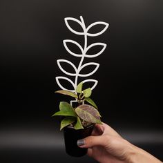 a hand holding a small potted plant with green leaves