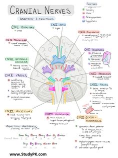 the human brain is labeled in several different languages, including words and pictures on it