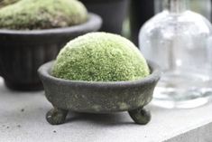 two pots with moss growing in them sitting on a table