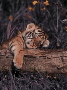 a small tiger cub laying on top of a log