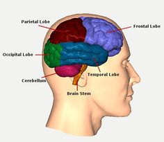 Traumatic Brain Injury Resource Guide - Brain Function Occipital Lobe, Frontal Lobe, Brain Stem, The Human Brain, Meditation Benefits, Speech Pathology, After Life, Human Brain, Brain Function