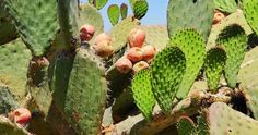 many cactus plants are growing in the desert