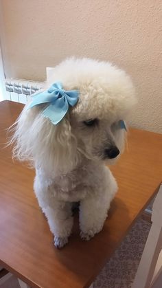 a white poodle with a blue bow sitting on top of a wooden table next to a window