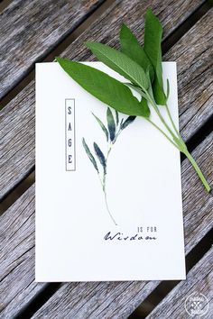 a green plant sitting on top of a piece of paper next to a wooden bench