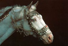 a white horse with silver jewelry on it's head