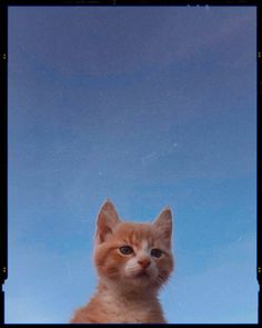 an orange and white kitten sitting on top of a rock