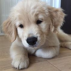 a puppy is laying on the floor looking at something