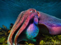 an octopus is swimming in the ocean with its head turned to look like it's been bitten