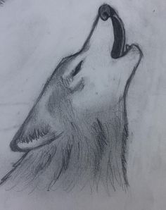 a pencil drawing of a wolf's head