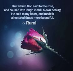 a pink rose with the words rumi written on it and an image of a blue background