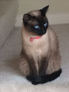 a siamese cat with blue eyes sits on the carpet and looks at the camera