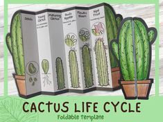 the cactus life cycle foldable card game