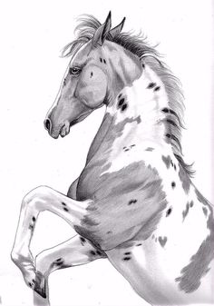 a black and white drawing of a horse on the back of it's hind legs