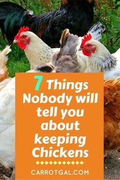 chickens and roosters with the words 7 things nobody will tell you about keeping chickens