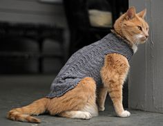 an orange and white cat wearing a sweater sitting next to a wall on the ground